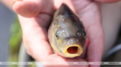 Мор рыбы произошел в реке Ола в Жлобинском районе - belta.by - Белоруссия - Минск - район Жлобинский