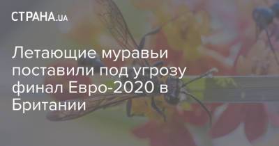 Летающие муравьи поставили под угрозу финал Евро-2020 в Британии - strana.ua - Украина - Англия - Лондон