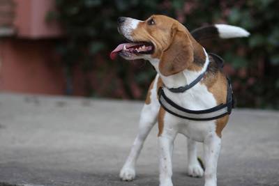 Ветеринары рассказали о самых популярных у москвичей породах собак - vm.ru