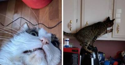 16 фото, которые доказывают, что когда в доме появляется кот, там больше никогда не придётся скучать - skuke.net