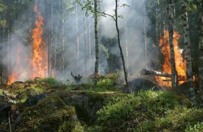 В Тольятти вспыхнувший природный пожар распространился по территории в 30 га - argumenti.ru - Израиль - Франция - Париж - Тольятти - Дома