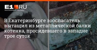 В Екатеринбурге зооспасатель вытащил из металлической балки котенка, просидевшего в западне трое суток - e1.ru - Екатеринбург