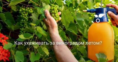 Как ухаживать за виноградом летом? - skuke.net - Виноград
