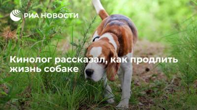 Владимир Голубев - Кинолог Голубев рассказал, как продлить жизнь собаке - ria.ru - Москва - Россия