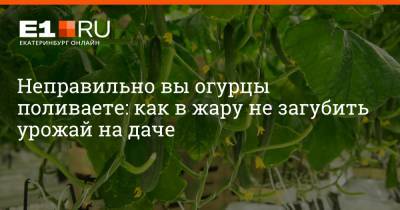 Артем Устюжанин - Неправильно вы огурцы поливаете: как в жару не загубить урожай на даче - e1.ru - Екатеринбург