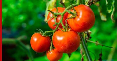 Названы самые урожайные сорта томатов - profile.ru