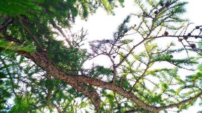 В Башкирии в лесу женщину насмерть придавило упавшим деревом - ufacitynews.ru - Башкирия - район Салаватский