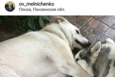 Олег Мельниченко - Олег Мельниченко познакомил подписчиков со своими преданными собаками - mk.ru