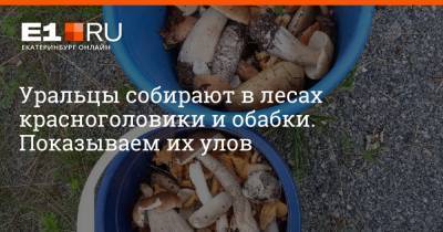 Уральцы собирают в лесах красноголовики и обабки. Показываем их улов - e1.ru - Екатеринбург