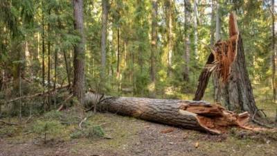 Прибило насмерть: в Башкирии на женщину упало дерево - vesti.ru - Россия - Башкирия - район Салаватский