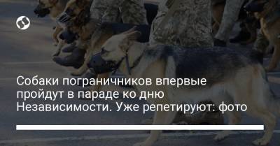 Собаки пограничников впервые пройдут в параде ко дню Независимости. Уже репетируют: фото - liga.net - Украина - Киев - Львовская обл.