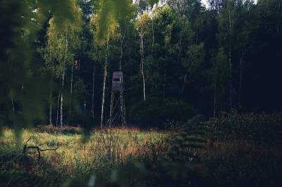 Владимир Бурматов - Полномочия лесничих предложили расширить - pnp.ru - Россия - Экология