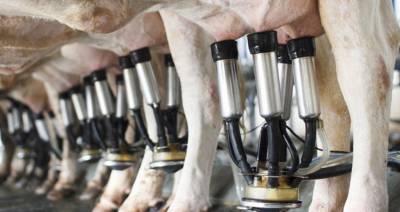Производство молока в Брестской области за I полугодие выросло на 2,8 % - produkt.by - Белоруссия