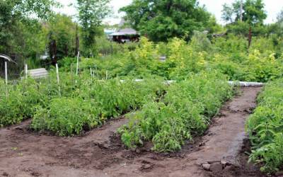 Жителей Ленобласти призвали не поливать огороды питьевой водой - abnews.ru - Ленинградская обл.