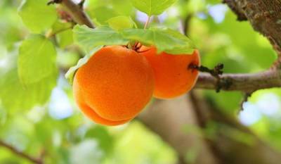 Абрикос: как вырастить хороший урожай - skuke.net