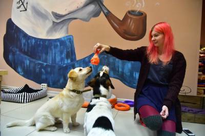 Первое в России песокафе Dog House закрывается в Новосибирске - runews24.ru - Россия - Новосибирск