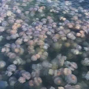 В Бердянске люди не могут купаться в море из-за нашествия медуз. Видео - reporter-ua.com - Бердянск - Азовское Море