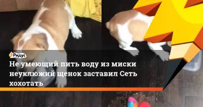 Не умеющий пить воду из миски неуклюжий щенок заставил Сеть хохотать - ridus.ru