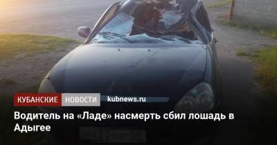 Водитель на «Ладе» насмерть сбил лошадь в Адыгее - kubnews.ru - респ. Адыгея - Майкоп
