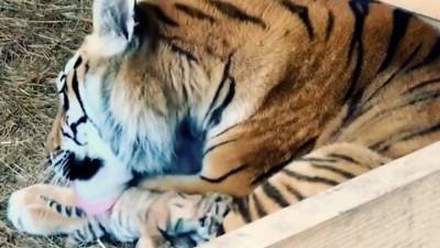 В приморском парке пополнение: тигрица Сказка родила четверых котят - vesti.ru - Россия - Приморье край - Владивосток