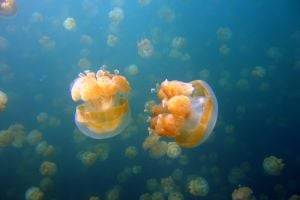 Отдых испорчен: курорты Азовского моря атакуют медузы. ВИДЕО - novostiua.news - Украина - Приморск
