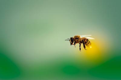 В Удмуртии пчела спровоцировала массовое ДТП с 10 пострадавшими - mk.ru - респ. Удмуртия - район Можгинский