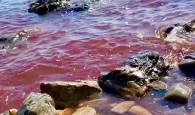 Черное море покраснело вблизи Геленджика из-за цветения водорослей - newizv.ru - Анапа - Геленджик