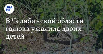 В Челябинской области гадюка ужалила двоих детей - ura.news - Челябинская обл.