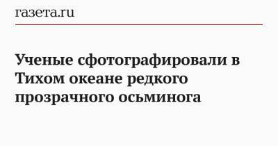 Ученые сфотографировали в Тихом океане редкого прозрачного осьминога - gazeta.ru