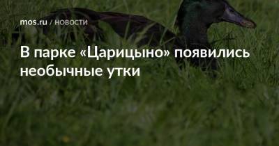 В парке «Царицыно» появились необычные утки - mos.ru - Москва
