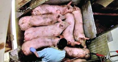 На британских фермах животных бьют током и живьем бросают в кипяток, — зоозащитники (видео) - focus.ua - Украина - Англия - Лондон - Великобритания