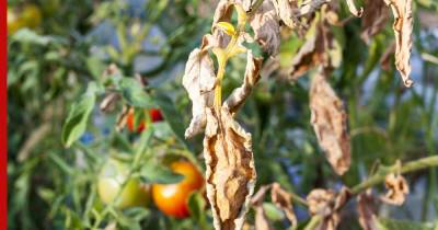 У помидоров желтеют и сохнут листья: в чем причина и как бороться - profile.ru