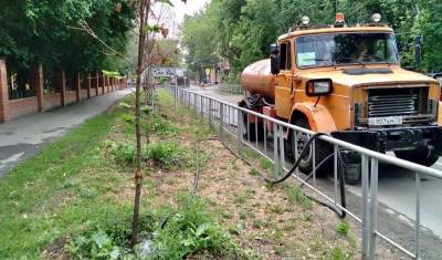 В Тюмени заменят десятки деревьев, которые пострадали от жары - nashgorod.ru - Тюмень