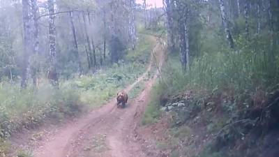 Сотрудники нацпарка напугали медведицу с медвежатами. Видео - vesti.ru - Башкирия