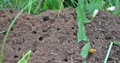 5 народных способов, которые помогут извести муравьев на участке в разгар сезона - skuke.net