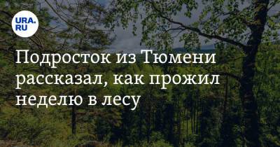 Подросток из Тюмени рассказал, как прожил неделю в лесу. «Ел шишки и муравьев» - ura.news - Тюмень - Тюменская обл.