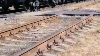 На станции Ржевка товарный поезд увез мужчину, который пытался через него перелезть - piter.tv - Санкт-Петербург