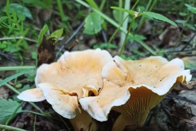 Осенний гриб-паразит появился в лесах Новосибирска в июле - novos.mk.ru - Новосибирск