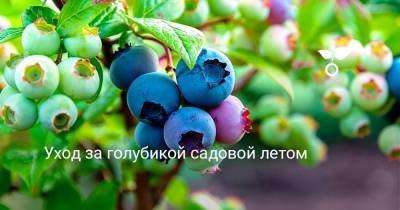 Уход за голубикой садовой летом - skuke.net - Московская обл.