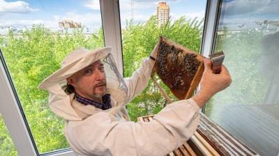 Ученые объяснили, пьянеют ли пчелы из-за забродившего от жары нектара - 5-tv.ru - Россия