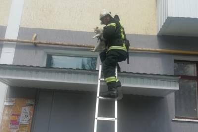 В Белгородской области застрявшего на козырьке кота пришлось снимать пожарным - mk.ru - Белгородская обл.