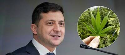 Владимир Зеленский - Геннадий Рябцев - Зеленский освоит наркобизнес и подсадит Европу на марихуану - politnavigator.net - Украина - Киев