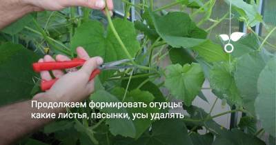 Продолжаем формировать огурцы: какие листья, пасынки, усы удалять - skuke.net