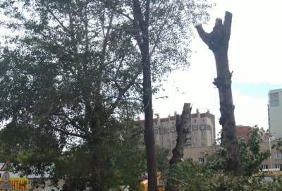 Челябинцы пожаловались на варварскую обрезку деревьев у туберкулезного диспансера - znak.com - Челябинск - Экология