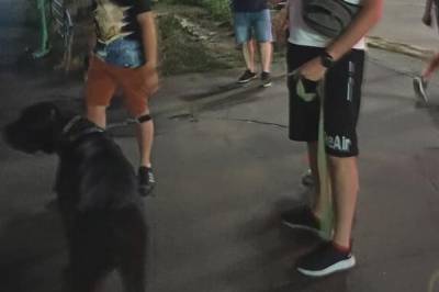 Украинцы просят "очистить" город от собак и кошек: "В каждом районе города нужно..." - politeka.net - Украина - Мариуполь