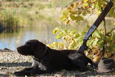 Сезон охоты с собаками открывается в Нижегородской области - vgoroden.ru - Нижегородская обл.