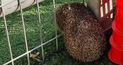 Фоторепортаж: Илья спас ежа, застрявшего в ограждении детского сада в Кирьят-Яме - vesty.co.il - Израиль