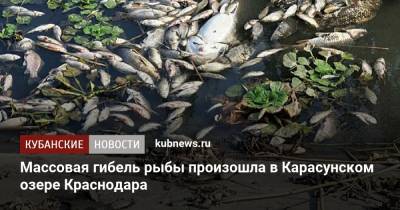 Массовая гибель рыбы произошла в Карасунском озере Краснодара - kubnews.ru - Краснодарский край - Краснодар