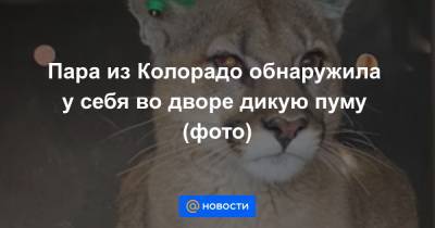 Пара из Колорадо обнаружила у себя во дворе дикую пуму (фото) - news.mail.ru - шт. Колорадо - state Colorado