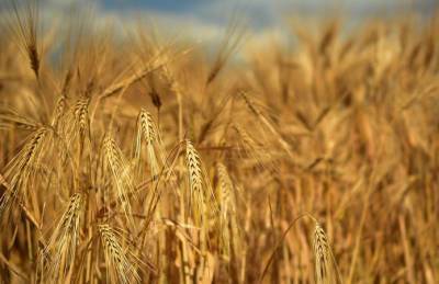 Украинскому ячменю прогнозируют рекордную урожайность - agroportal.ua - Украина